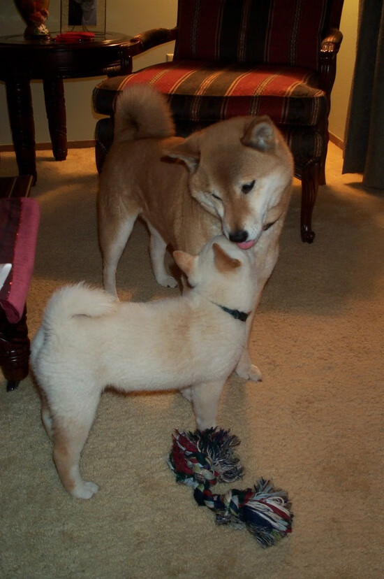 开云体育平台APP-姆巴佩的关键先生之谜与贝蒂斯的北欧征服