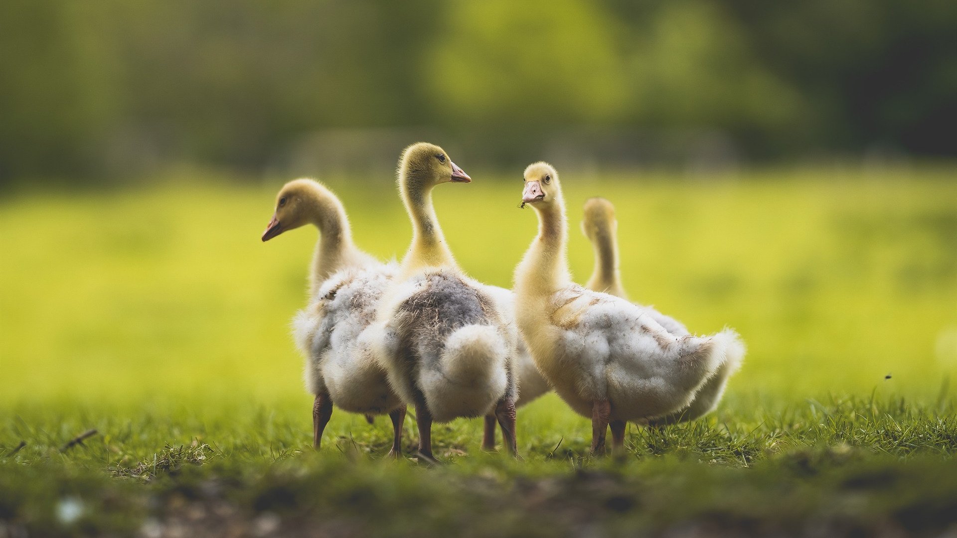 德罗赞独揽全场最佳无争议，北京队力克广厦队彰显唯一焦点