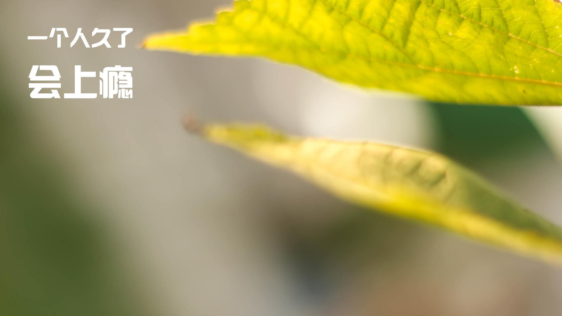 亚平宁风暴席卷法兰西,努涅斯策动,佛罗伦萨五球击溃雷恩