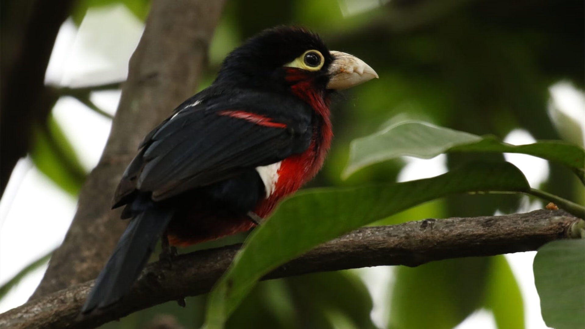 开云体育官网-新王登基还是旧主卫冕？2026世界杯焦点战，浙江队决胜局窒息战术带走辽宁队