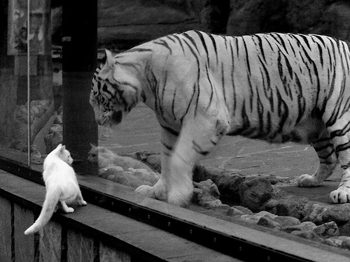 开云体育登录-一剑封喉！维尼修斯舞动极致桑巴，巴西险胜波兰展露冠军獠牙