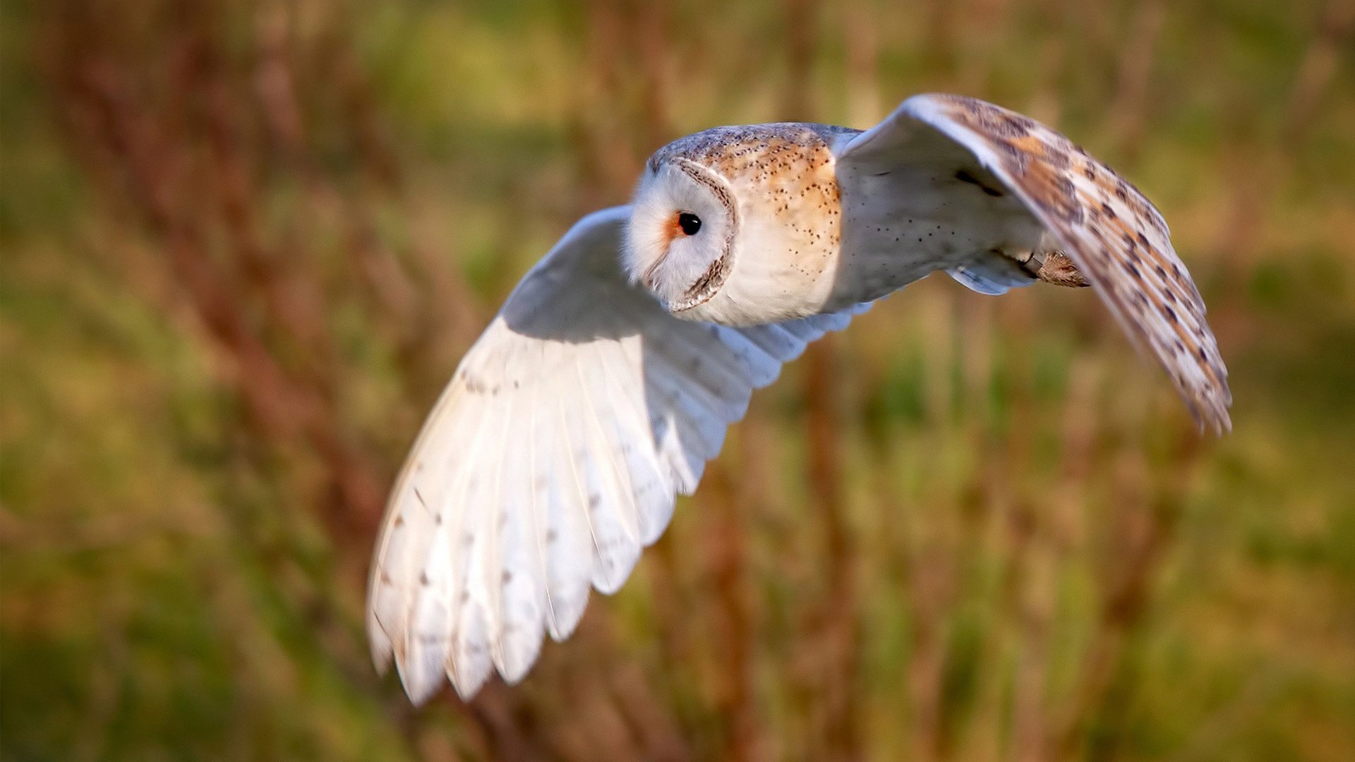 悬念终局,墨西哥淘汰沙特,特奥成为关键先生