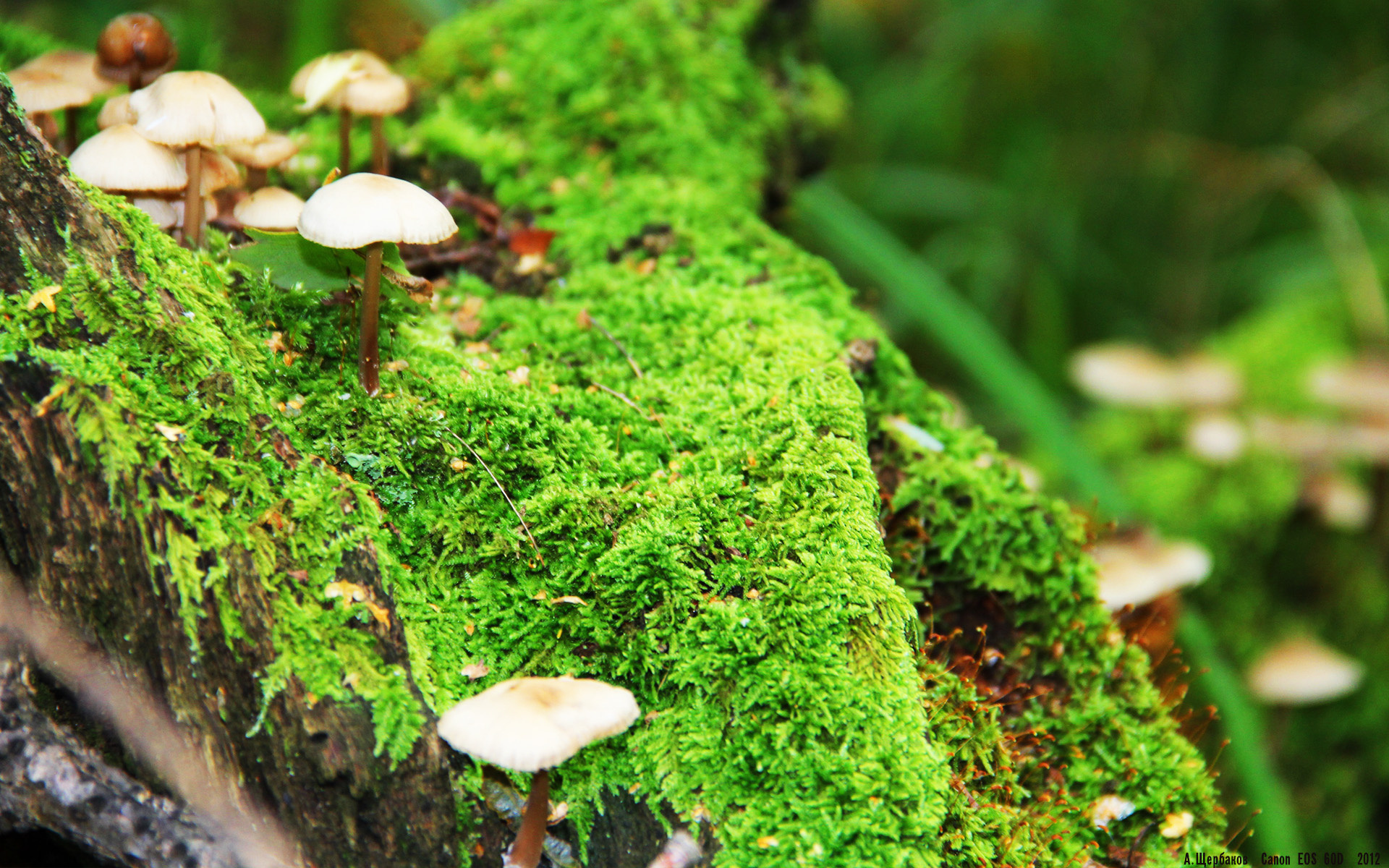 开云体育APP下载-加纳鏖战切尔西，加克波用幽灵进球完成奥运周期的自证之战