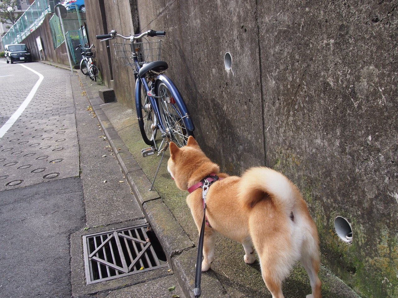 伊比利亚之舞 vs 袋鼠军团，佩德里大师级掌控，毕尔巴鄂一波流带走澳大利亚