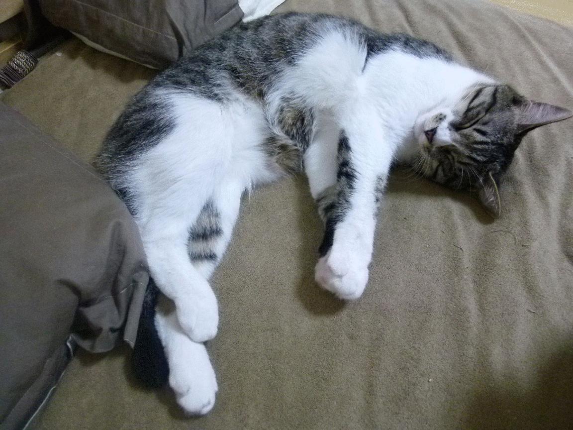 逆天之翼，西决生死夜，锡安以沉默点燃整座球馆