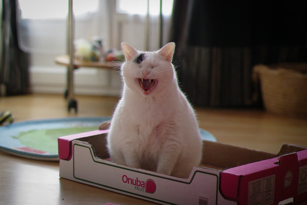 霍勒迪末节15分点燃盐湖城,爵士精密战术冲垮公牛防线