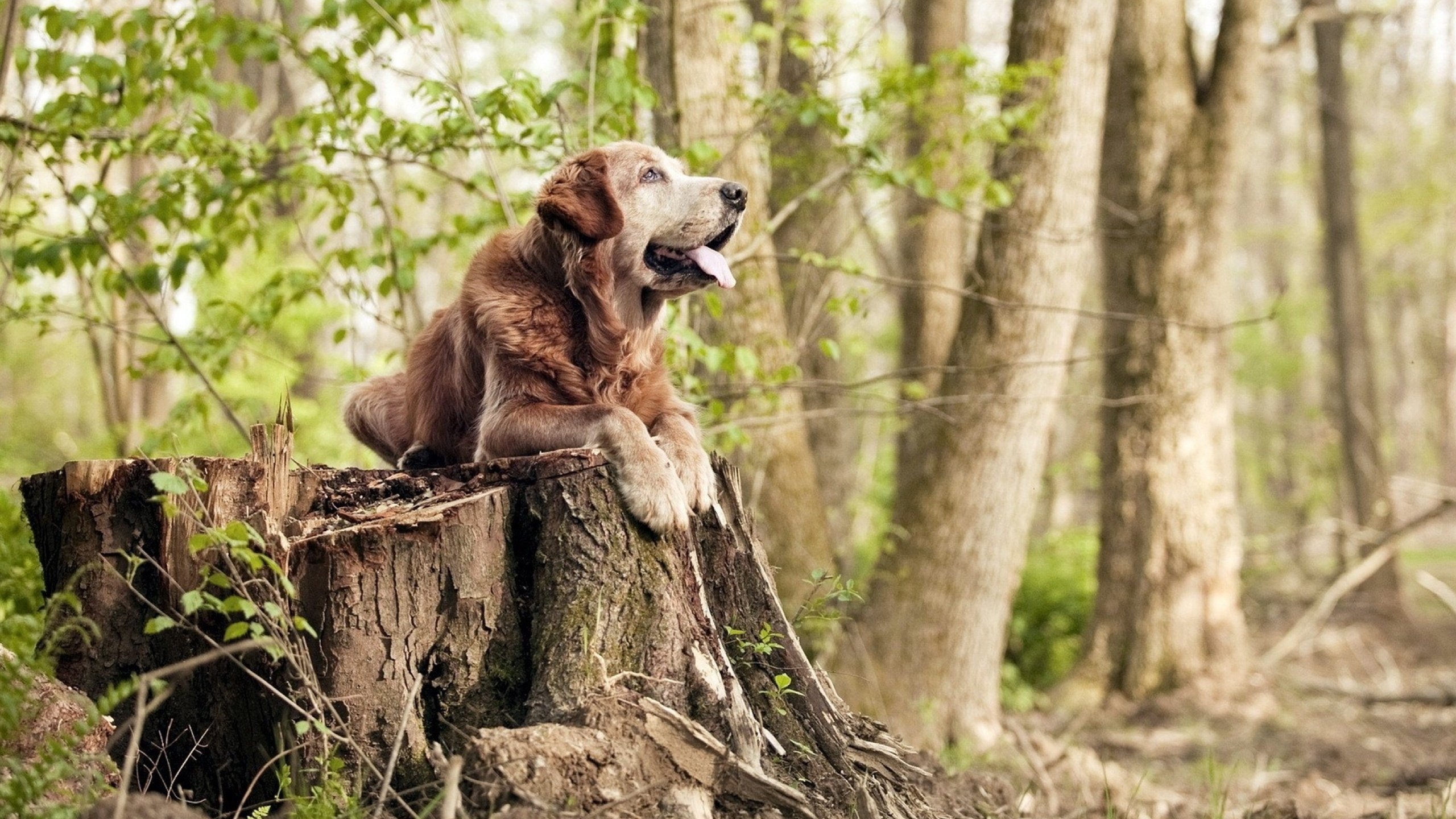 绿茵战场与星河对决，2026世界杯焦点战背后的快船式逆袭密码