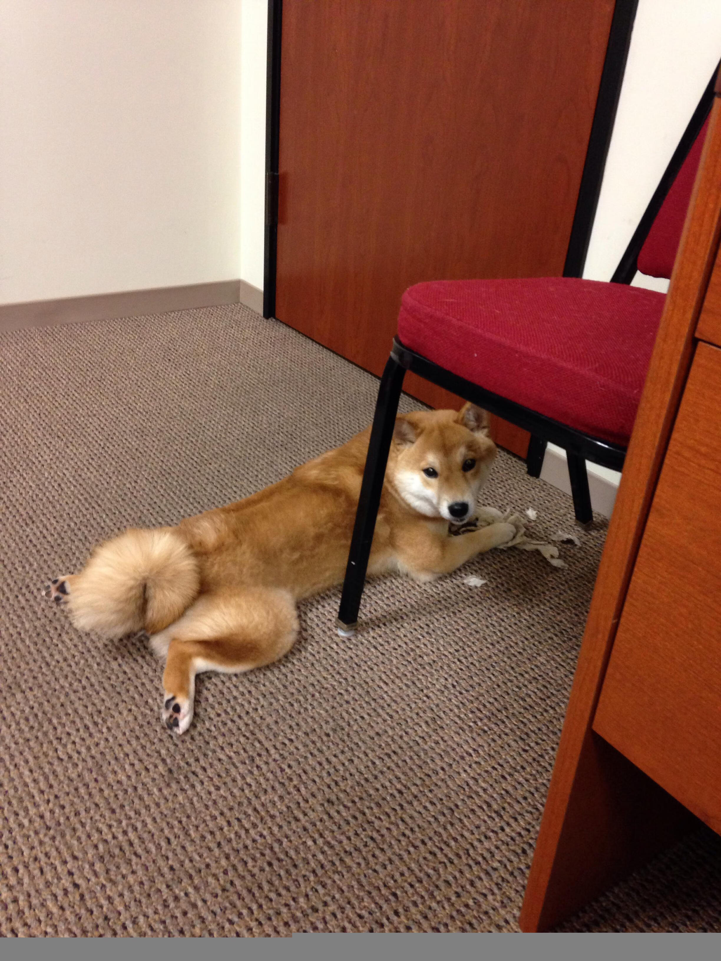 开云体育在线-当三叶草绽放于永恒之城，爱尔兰联队2-1拉齐奥，斯通斯一球封神