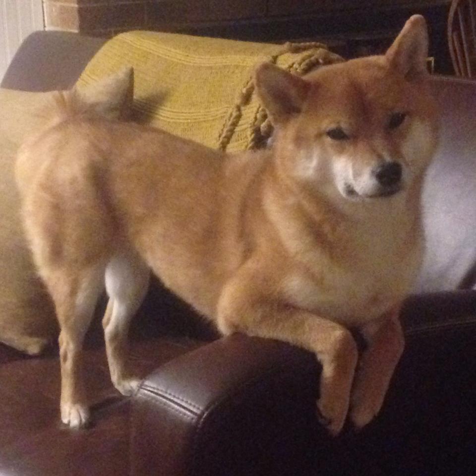 寒冰与熔岩,爱德华兹接管之夜与那场被遗忘的王朝预演