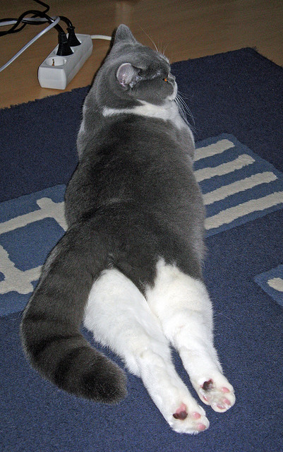 欧冠封神夜!格列兹曼交出史诗答卷,一次完美的中场大师课