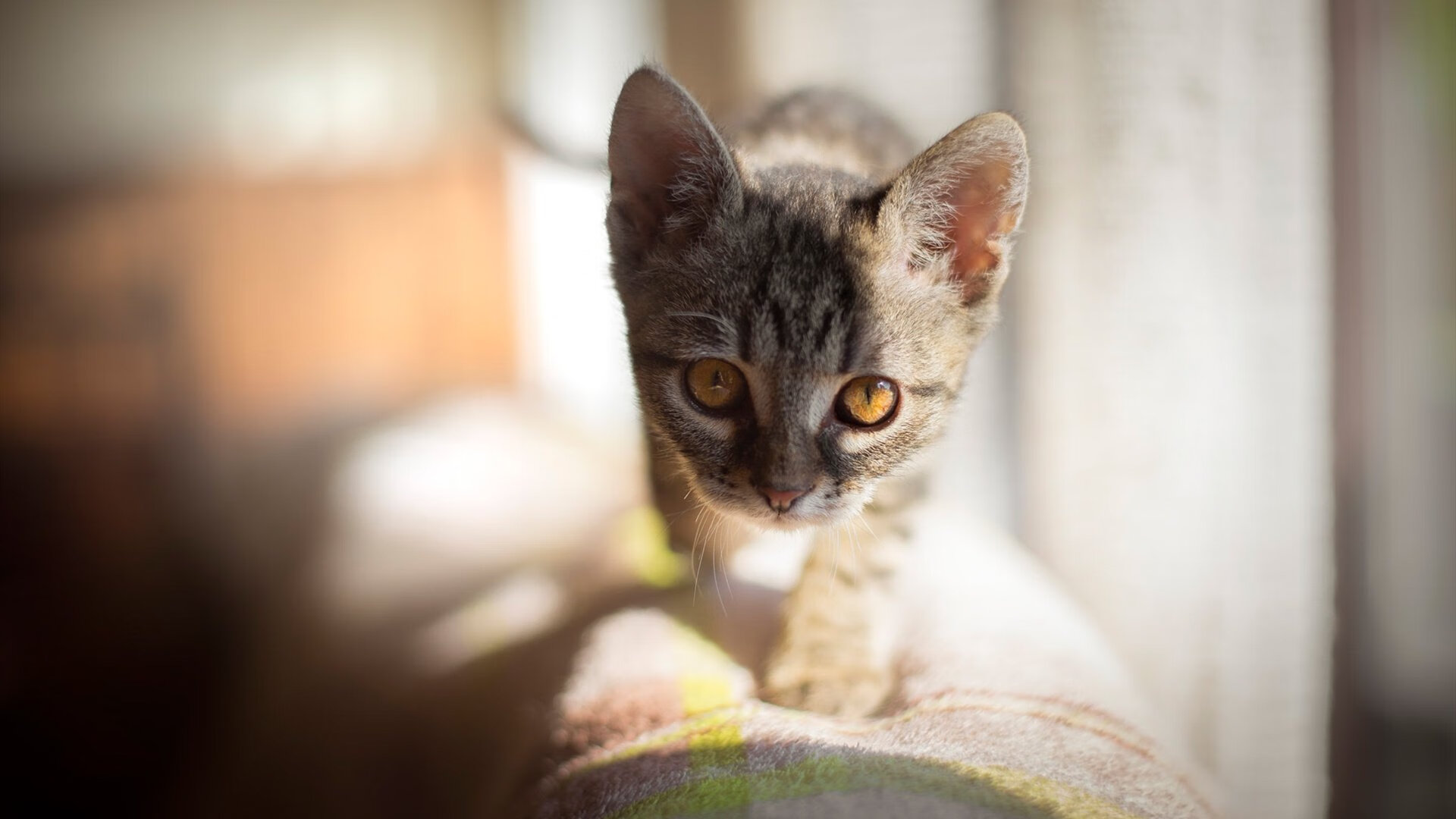 绿茵交响诗,罗德里如何用隐形的指挥棒,谱写巴拉圭与新西兰之战