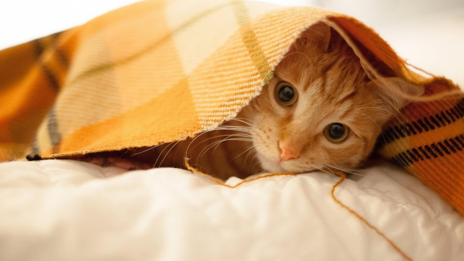 开云体育-铁索横江与刺客出鞘，当马刺式防守遇上欧文的关键时刻